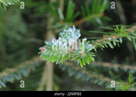 Afidi su ramoscello di abete, secrezioni cerose, peste di conifere. Foto Stock