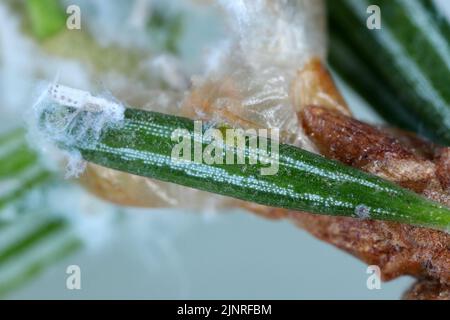 Afidi su ramoscello di abete, secrezioni cerose, peste di conifere. Foto Stock