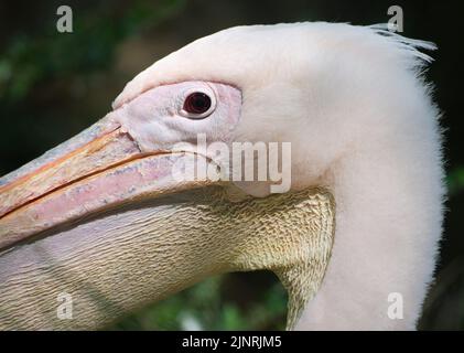 Great White Pelican, Pelecanus onocrotalus, che mostra il dettaglio della testa. Specie conosciuta anche come Pelican Bianco Orientale, Pelican Rosy o Pelican Bianco. Foto Stock