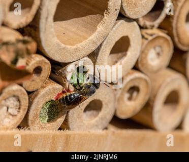 Patchwork Leaf-Cutter Bee, Megachile Centuncularis, sigillare l'ingresso alle sue cellule d'uovo con foglie che masticano in una polpa e mescolano con saliva. Foto Stock