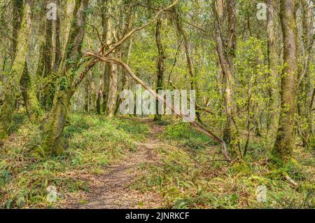 Foto primaverile del verde che germogliano all'interno del bosco in bella luce mattutina. Un sentiero accidentato vi conduce attraverso i rami sporgenti. Foto Stock