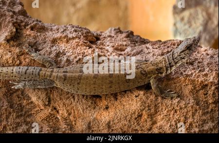 Pygmy monitor a coda di striscia, Varanus caudolineatus, ritratto Foto Stock
