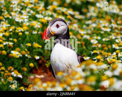 Puffin Atlantico sull'isola di Skomer (Fratercula artica) Foto Stock