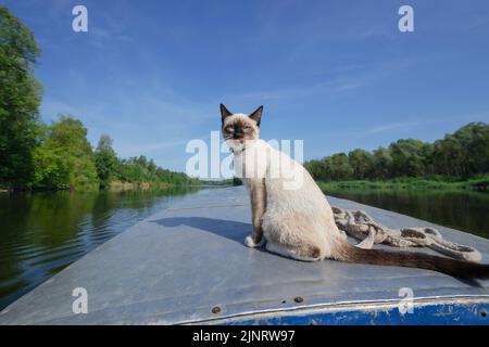 Gatto divertente è seduto sulla prua di una barca galleggiante sul fiume. Messa a fuoco selettiva Foto Stock