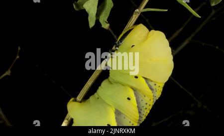 13 agosto 2022, Odessa oblast, Ucraina, Europa dell'Est: Larva (caterpillar) della testa della morte della farfalla Hawkmoth siede su un ramo. Primo piano (Credit Image: © Andrey Nekrasov/ZUMA Press Wire) Foto Stock