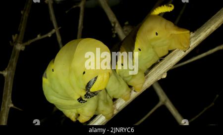 13 agosto 2022, Odessa oblast, Ucraina, Europa dell'Est: Larva (caterpillar) della testa della morte della farfalla Hawkmoth siede su un ramo. Primo piano (Credit Image: © Andrey Nekrasov/ZUMA Press Wire) Foto Stock