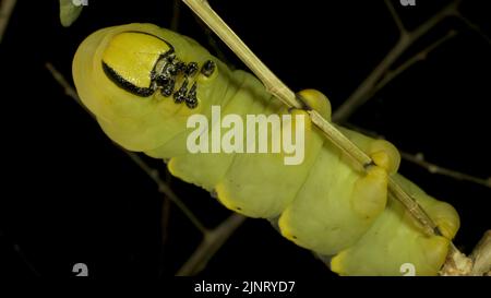 13 agosto 2022, Odessa oblast, Ucraina, Europa dell'Est: Larva (caterpillar) della testa della morte della farfalla Hawkmoth siede su un ramo. Primo piano (Credit Image: © Andrey Nekrasov/ZUMA Press Wire) Foto Stock