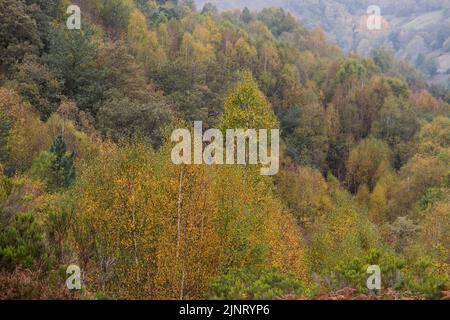 Colori autunnali nelle foreste di Serra do Courel, Galia, Spagna Foto Stock