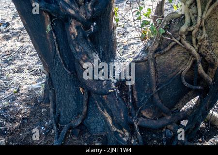 Stoke Poges, Buckinghamshire, Regno Unito. 13th agosto, 2022. Le conseguenze di un incendio a bordo strada a Stoke Poges che si è diffuso ieri in un campo vicino. Un rischio di incendio estremo rimane sul posto durante il fine settimana quando le temperature raggiungono i 37 gradi. Credit: Maureen McLean/Alamy Live News Foto Stock