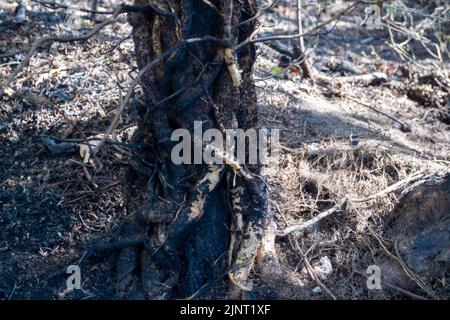 Stoke Poges, Buckinghamshire, Regno Unito. 13th agosto, 2022. Le conseguenze di un incendio a bordo strada a Stoke Poges che si è diffuso ieri in un campo vicino. Un rischio di incendio estremo rimane sul posto durante il fine settimana quando le temperature raggiungono i 37 gradi. Credit: Maureen McLean/Alamy Live News Foto Stock