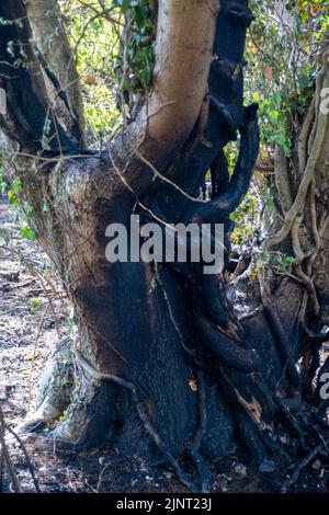 Stoke Poges, Buckinghamshire, Regno Unito. 13th agosto, 2022. Le conseguenze di un incendio a bordo strada a Stoke Poges che si è diffuso ieri in un campo vicino. Un rischio di incendio estremo rimane sul posto durante il fine settimana quando le temperature raggiungono i 37 gradi. Credit: Maureen McLean/Alamy Live News Foto Stock