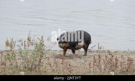 13 agosto 2022, Oblast di Odessa, Ucraina, Europa dell'Est: Il maiale feriale (ibrido cinghiale-maiale) scava il terreno nella zona costiera vicino al delta del Danubio (Credit Image: © Andrey Nekrasov/ZUMA Press Wire) Foto Stock