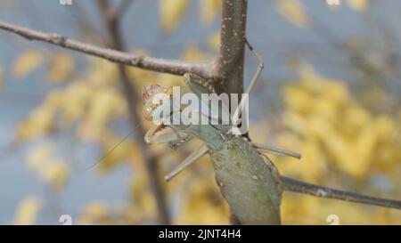 13 agosto 2022, Odessa oblast, Ucraina, Europa dell'Est: Mantis in preghiera siede sul ramo su sfondo giallo foglie autunno. Mantide transcaucasica (Hierodula transcaucasica). Primo piano dell'insetto di mantide (Credit Image: © Andrey Nekrasov/ZUMA Press Wire) Foto Stock