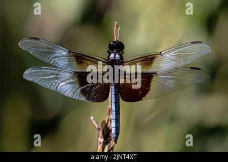 Vedova Skimmer su stelo di pianta. E' una caratteristica libellula nera e grigia con ali marcate in modo audace. Si appende su steli di piante. Foto Stock