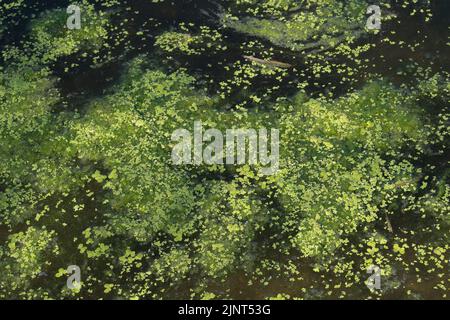 Dorney, Buckinghamshire, Regno Unito. 12th agosto, 2022. Le alghe fioriscono sul fiume Jubilee a Dorney a causa del clima caldo in corso. Credit: Maureen McLean/Alamy Live News Foto Stock