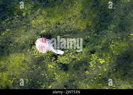 Dorney, Buckinghamshire, Regno Unito. 12th agosto, 2022. Le alghe fioriscono sul fiume Jubilee a Dorney a causa del clima caldo in corso. Credit: Maureen McLean/Alamy Live News Foto Stock