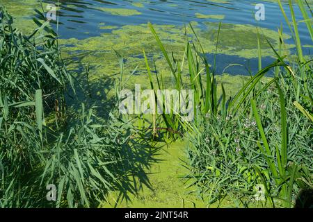 Dorney, Buckinghamshire, Regno Unito. 12th agosto, 2022. Le alghe fioriscono sul fiume Jubilee a Dorney a causa del clima caldo in corso. Credit: Maureen McLean/Alamy Live News Foto Stock