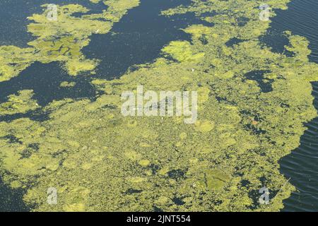 Dorney, Buckinghamshire, Regno Unito. 12th agosto, 2022. Le alghe fioriscono sul fiume Jubilee a Dorney a causa del clima caldo in corso. Credit: Maureen McLean/Alamy Live News Foto Stock