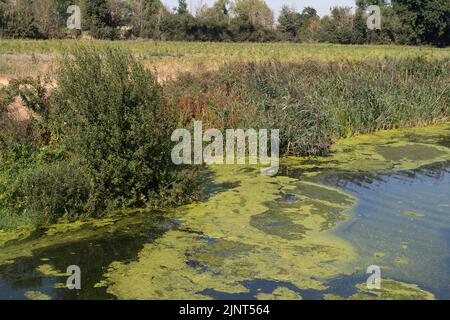 Dorney, Buckinghamshire, Regno Unito. 12th agosto, 2022. Le alghe fioriscono sul fiume Jubilee a Dorney a causa del clima caldo in corso. Credit: Maureen McLean/Alamy Live News Foto Stock