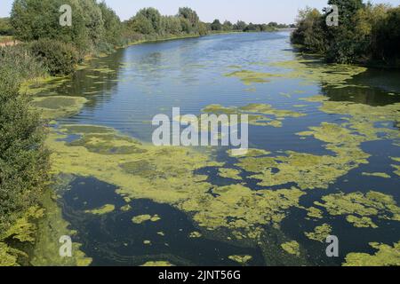 Dorney, Buckinghamshire, Regno Unito. 12th agosto, 2022. Le alghe fioriscono sul fiume Jubilee a Dorney a causa del clima caldo in corso. Credit: Maureen McLean/Alamy Live News Foto Stock