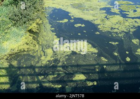 Dorney, Buckinghamshire, Regno Unito. 12th agosto, 2022. Le alghe fioriscono sul fiume Jubilee a Dorney a causa del clima caldo in corso. Credit: Maureen McLean/Alamy Live News Foto Stock