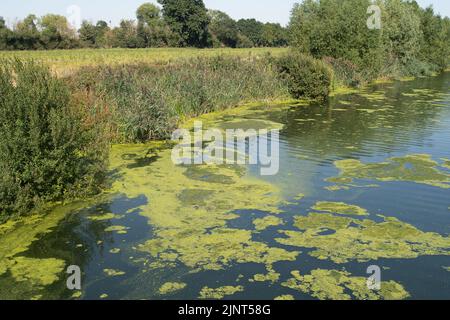 Dorney, Buckinghamshire, Regno Unito. 12th agosto, 2022. Le alghe fioriscono sul fiume Jubilee a Dorney a causa del clima caldo in corso. Credit: Maureen McLean/Alamy Live News Foto Stock