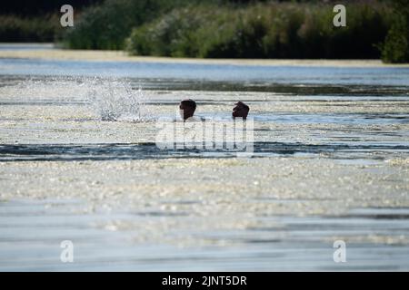 Dorney, Buckinghamshire, Regno Unito. 12th agosto, 2022. Giovani lapidazione da un ponte sul fiume Jubilee a Dorney in un'altra giornata calda e spaventosa. Credit: Maureen McLean/Alamy Live News Foto Stock