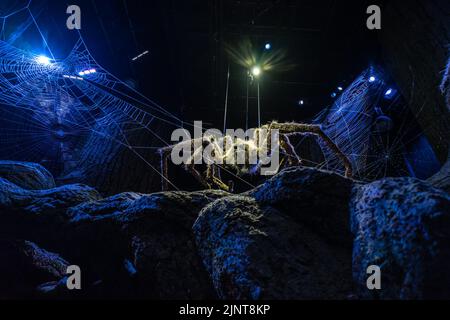 Londra, Regno Unito - 10 giugno 2022: Aragog, il ragno gigante nella Foresta Proibita che si nasconde al buio; Harry Potter Studio, Londra Foto Stock