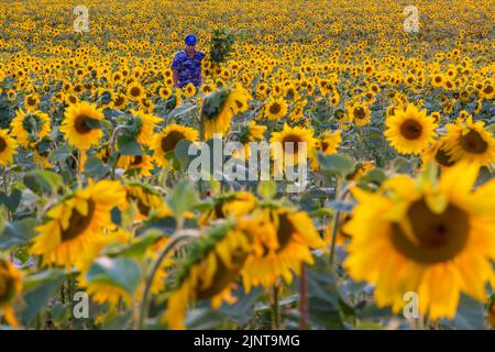 Fattoria di Castello di maiden, Dorchester, Dorset Regno Unito. 13th agosto 2022. I visitatori si affollano presso la fattoria del castello di Maiden, vicino a Dorchester a Dorset, per fare una passeggiata lungo il sentiero dei girasoli del Dorset mentre il sole tramonta sui girasoli alla fine di una giornata calda e spaventosa. Elliot sceglie alcuni dei girasoli da vendere. (Permesso ricevuto da Maiden Castle Farm). Credit: Carolyn Jenkins/Alamy Live News Foto Stock