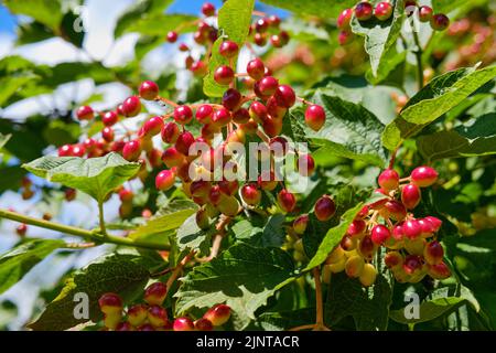 Primo piano di grappoli di bacche di viburnum in maturazione in estate in una giornata di sole. Foto Stock