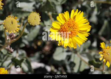 Infiorescenze di testa di racemose a fiore giallo di Encelia Actoni, Asteraceae, arbusto nativo nel deserto di Mojave occidentale, Springtime. Foto Stock
