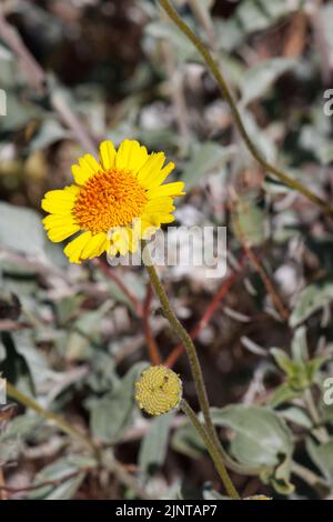 Infiorescenze di testa di racemose a fiore giallo di Encelia Actoni, Asteraceae, arbusto nativo nel deserto di Mojave occidentale, Springtime. Foto Stock