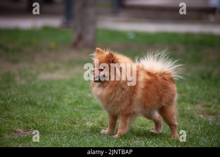 Cane Pomeranian Boo che posa sull'erba nel parco Foto Stock