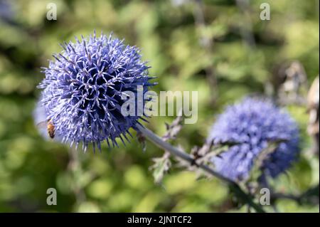 Blue Globe-Thistle in un letto di fiori in un parco cittadino di Norrköping durante l'estate in Svezia. Foto Stock