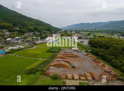 Tronchi accatastati accanto a risaie e piccola città in campagna Foto Stock