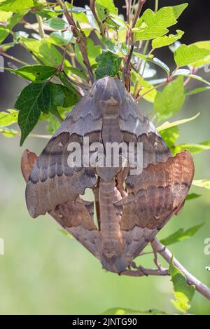 Grande Pioppo Sphinx Moth (Pachysphinx occidentalis) Foto Stock