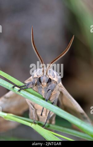 Grande Pioppo Sphinx Moth (Pachysphinx occidentalis) Foto Stock