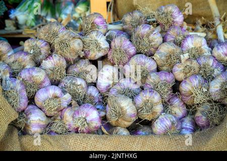 Bulbo intero di aglio russo rosso biologico in un mercato agricolo a Penticton, British Columbia, Canada. Foto Stock