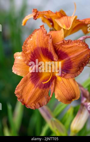 'Ballyhoo' Daylily, Daglilja (Hemerocallis) Foto Stock