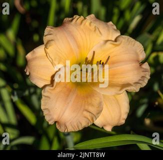 "Newberry tempo preso in prestito' Daylily, Daglilja (Hemerocallis) Foto Stock