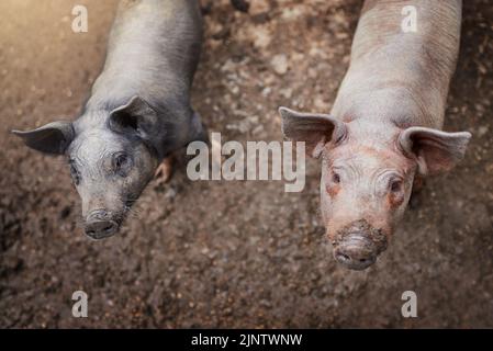 Sono stati ben presi cura di in questa fattoria. Colpo ad angolo alto di due maiali in piedi nella loro penna in una fattoria. Foto Stock