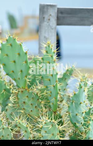 Tonno opuntia, Angiospermi o Opuntia o Cactaceae o tonno Cactus o Prickly Pars o Cactus Foto Stock