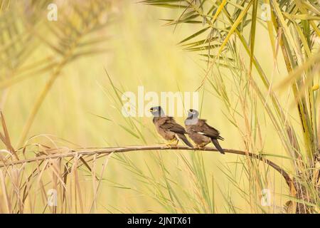 Coppia di miti comuni appollaiati sul ramo di palma, Bahrain Foto Stock