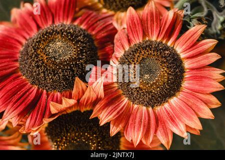 Fiori di girasole di colore rosso scuro ad arancione primo piano in fiore nel giardino, sfondo floreale luminoso e colorato Foto Stock