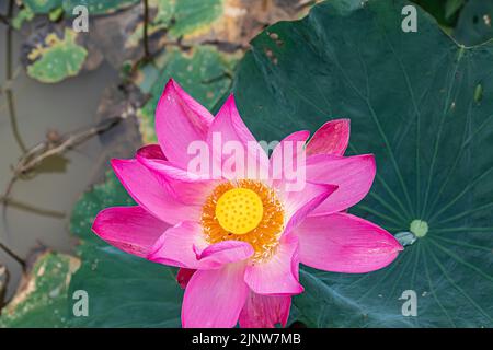 Primo piano di fiori di loto fioriti su foglia verde scuro a Kelantan, Malesia. Foto Stock