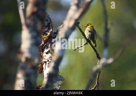 La pelle di siede eurasiatica (Spinus spinus) seduta alla luce del sole su un albero. Foto Stock