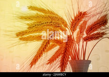 Bouquet di spighe di segale del nuovo raccolto ai raggi del sole. Foto Stock