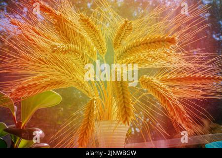 Bouquet di spighe di segale del nuovo raccolto ai raggi del sole. Foto Stock