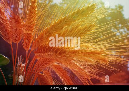 Bouquet di spighe di segale del nuovo raccolto ai raggi del sole. Foto Stock