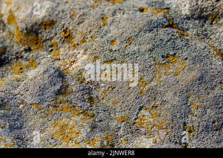 lichen presumibilmente sulla superficie di arenaria di quarzite sotto la luce diretta del sole - struttura e sfondo full-frame Foto Stock